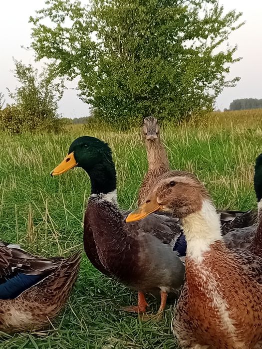 Młode kaczki, staropolskie