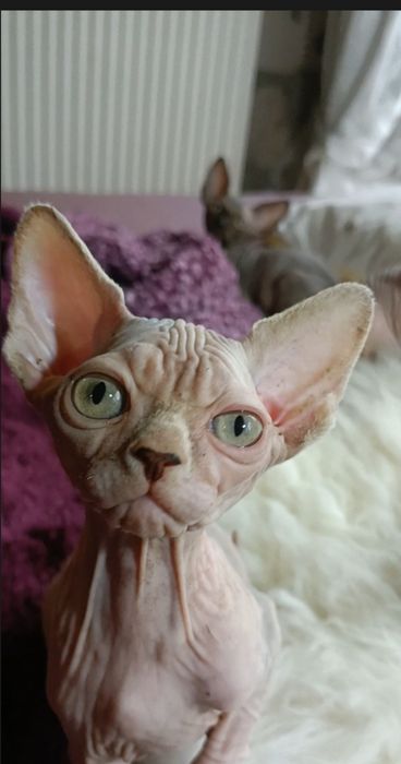 Dziewczynka o nietypowej urodzie