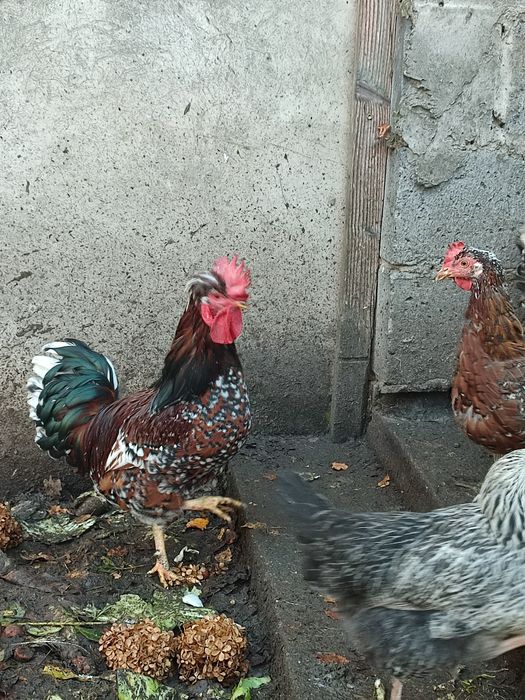 Kogut czubatki staropolska