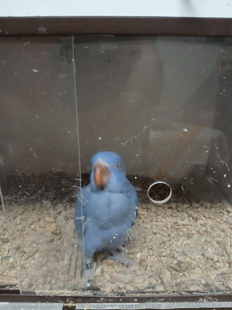 Ring necke violeta