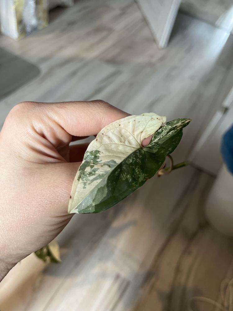Syngonium emerald gem variegata