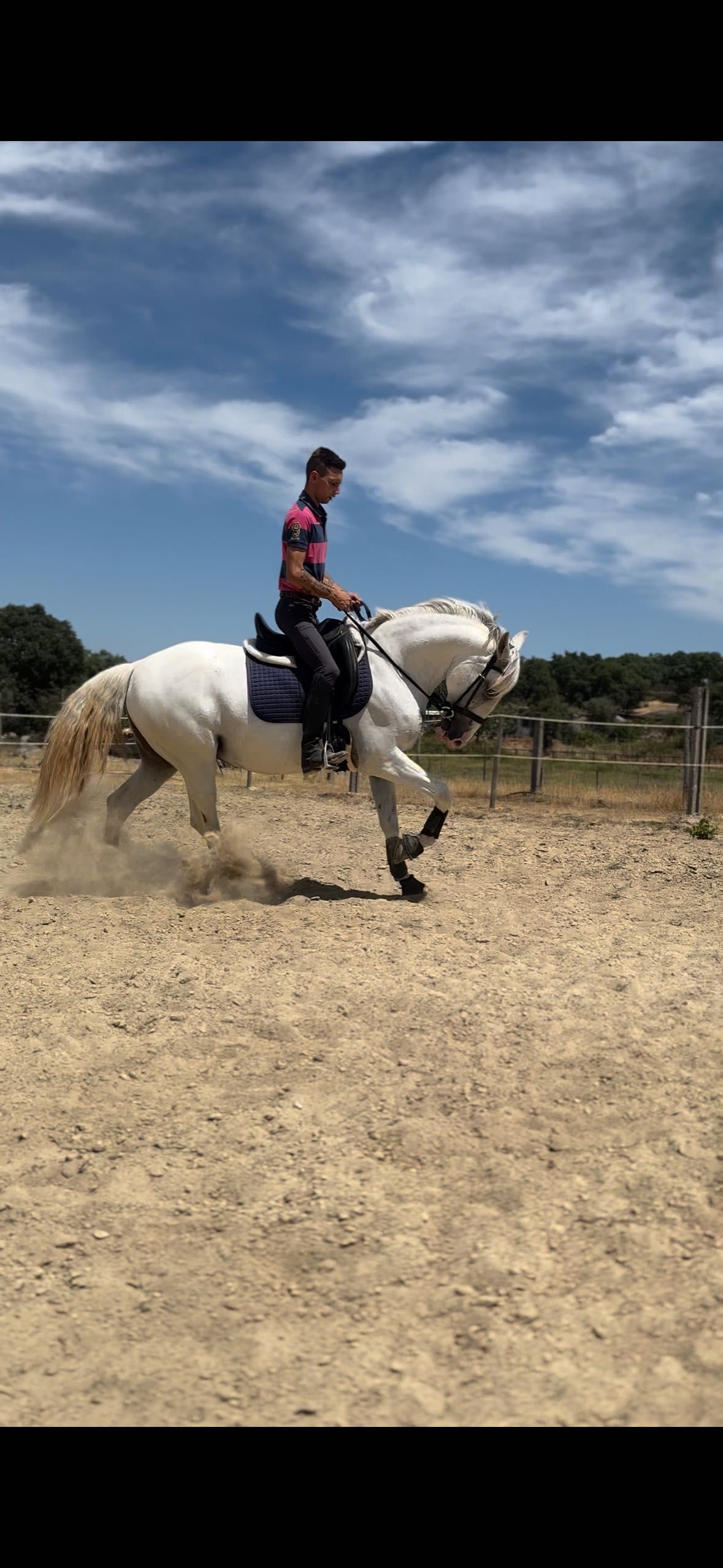 Cavalo puro sangue lusitano