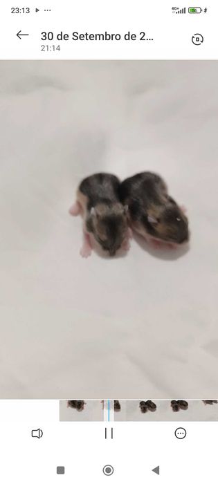 Vendo Hamster Russo