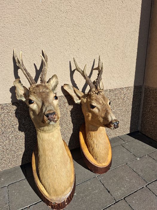 Medaliony medalion kozioł kozła parostki Cena Ostateczna