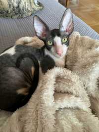 Kocurki cornish rex