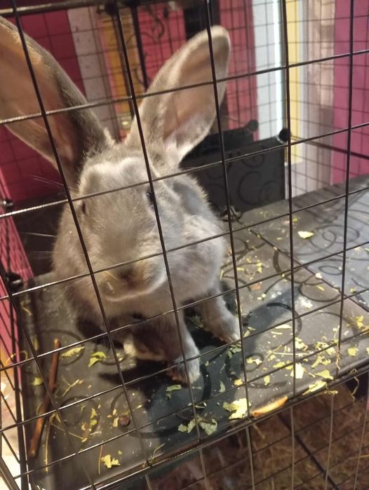 Królik belgijski wraz z klatką modułową