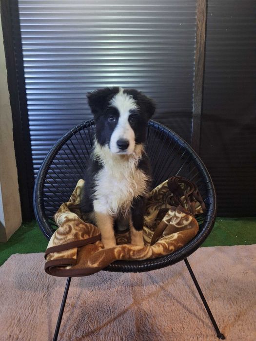 Border collie szczeniak przepiękna suczka szuka domu