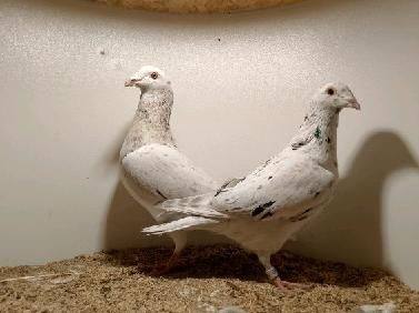 Gołębie pocztowe młode stipper brown almond