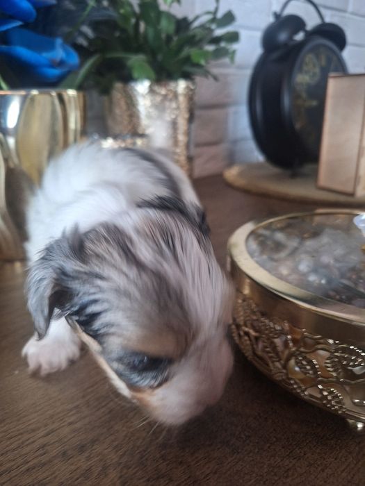 Yorkshire Terrier Bluberry chłopczyk