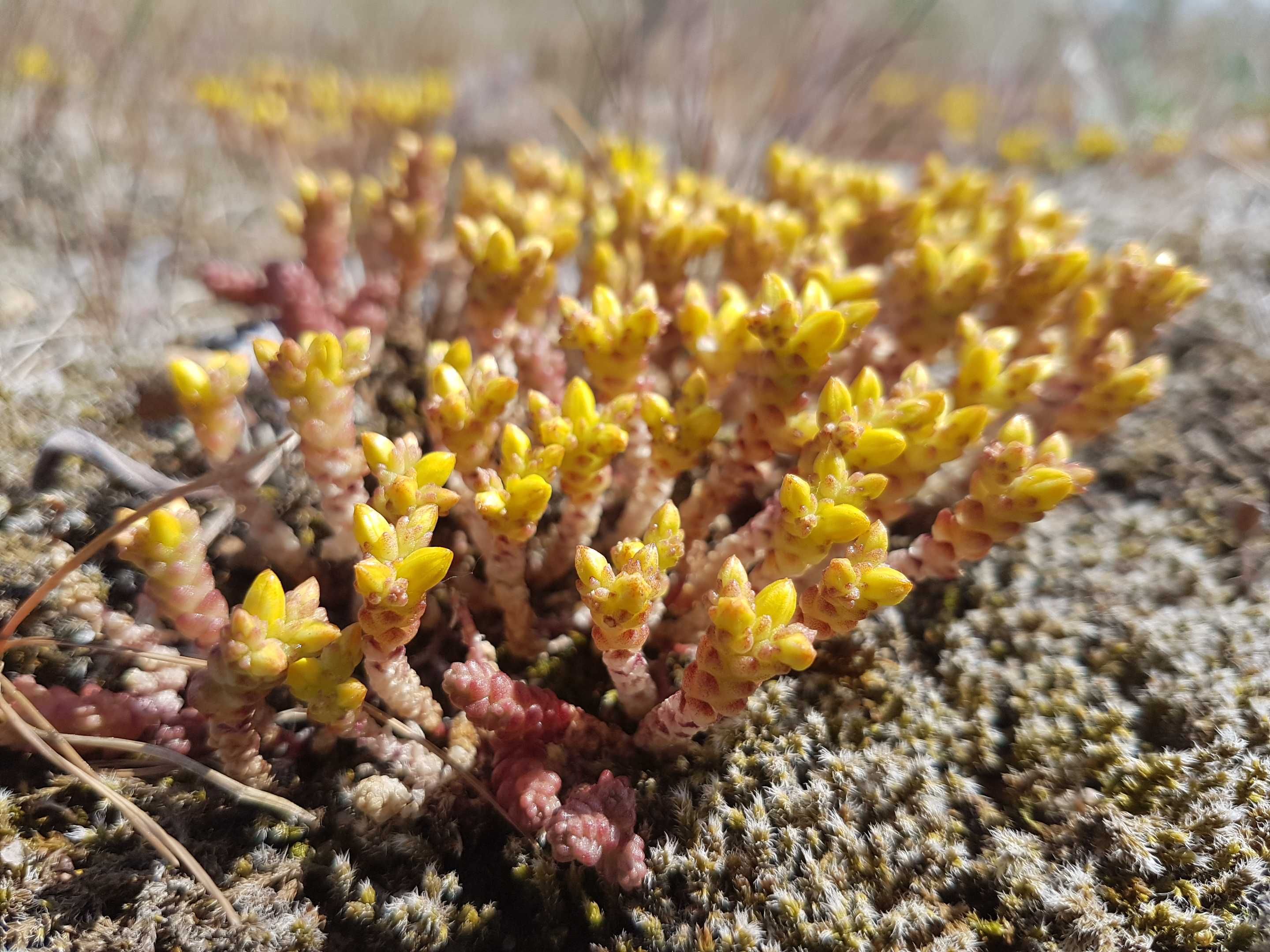 Rozchodnik ostry ( Sedum acre L ) sadzonki 10 sztuk  na skalniak