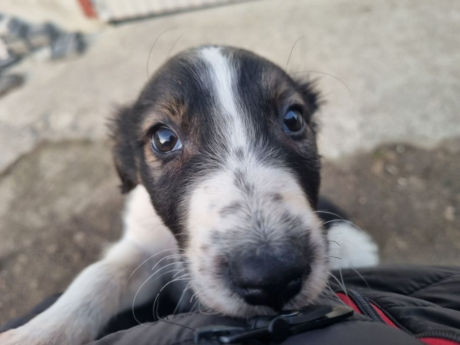 Szczeniak piesek mix kundel, borzoi