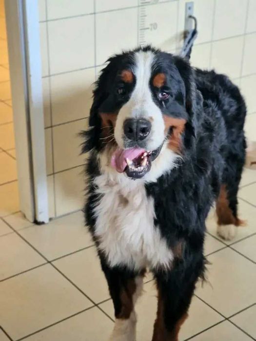 Najsłodszy Odin w typie berneńskiego psa pasterskiego, berneńczyka