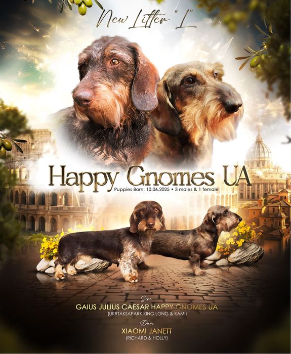 Жорсткошерстна такса  стандартна цуценята