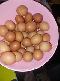 Яйця курячі яйца куринные