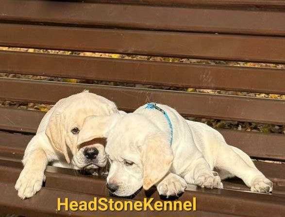 Щенки КСУ Лабрадор ретривер