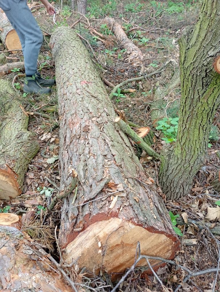 Kłoda sosnowa Drewno sosnowe.