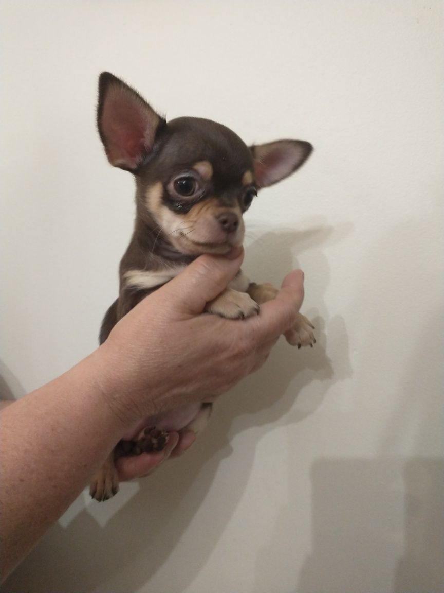 Chihuahua długo włosy czekoladowy chlopak