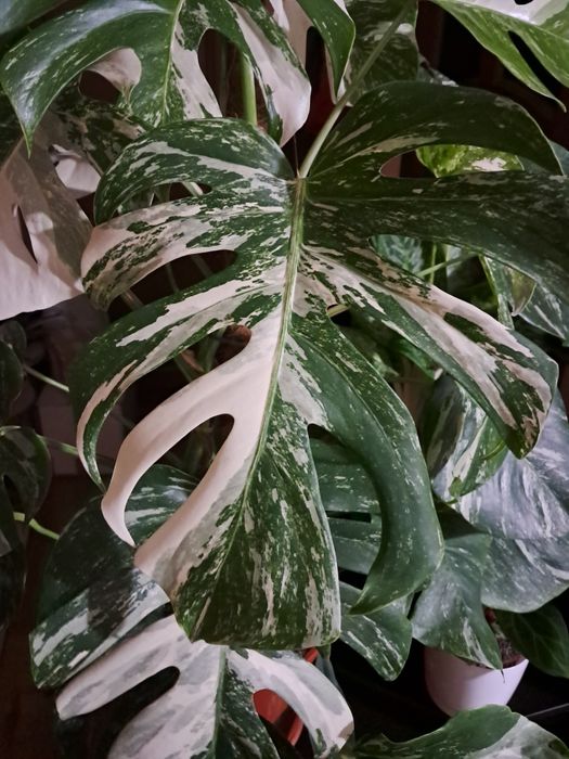Duzy szczyt monstera deliciosa variegata