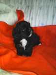 Shih tzu śliczny piesek