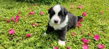 Border Collie ZKwP czarno biały piesek