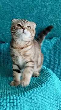 Котенок : Шотландская милашка - коточерепашка .