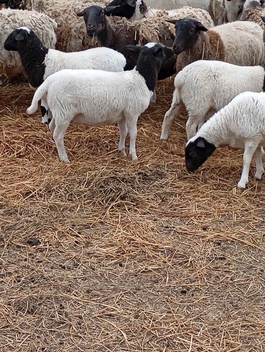 Молодий баранчик Дорпер 3-4 місяці