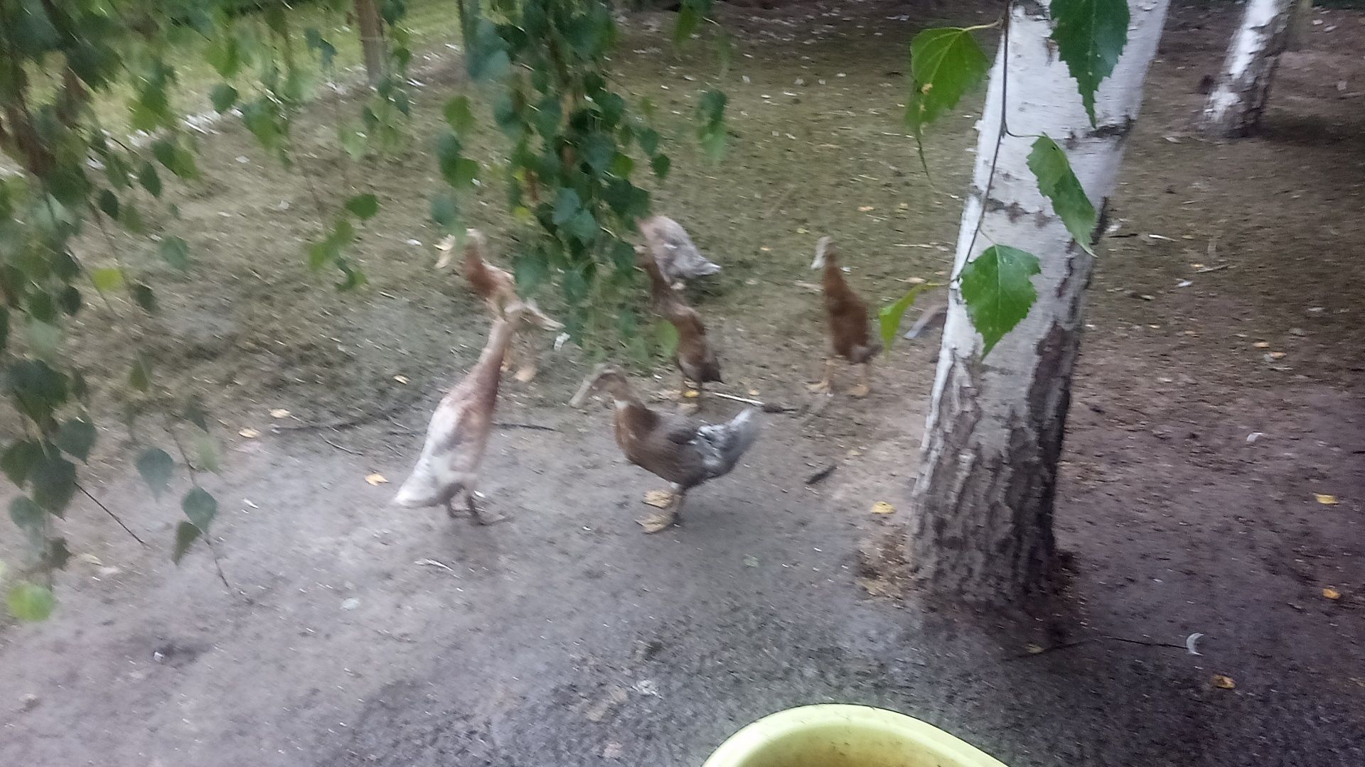 Kaczki biegusy .