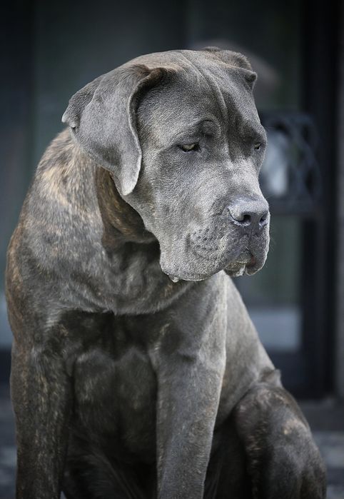 CANE CORSO - ZkwP /FCI  mocny   samiec szaro - pregowany .