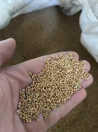 Nasiona prosa żółtego 25 kg - wysyłka paczkomat