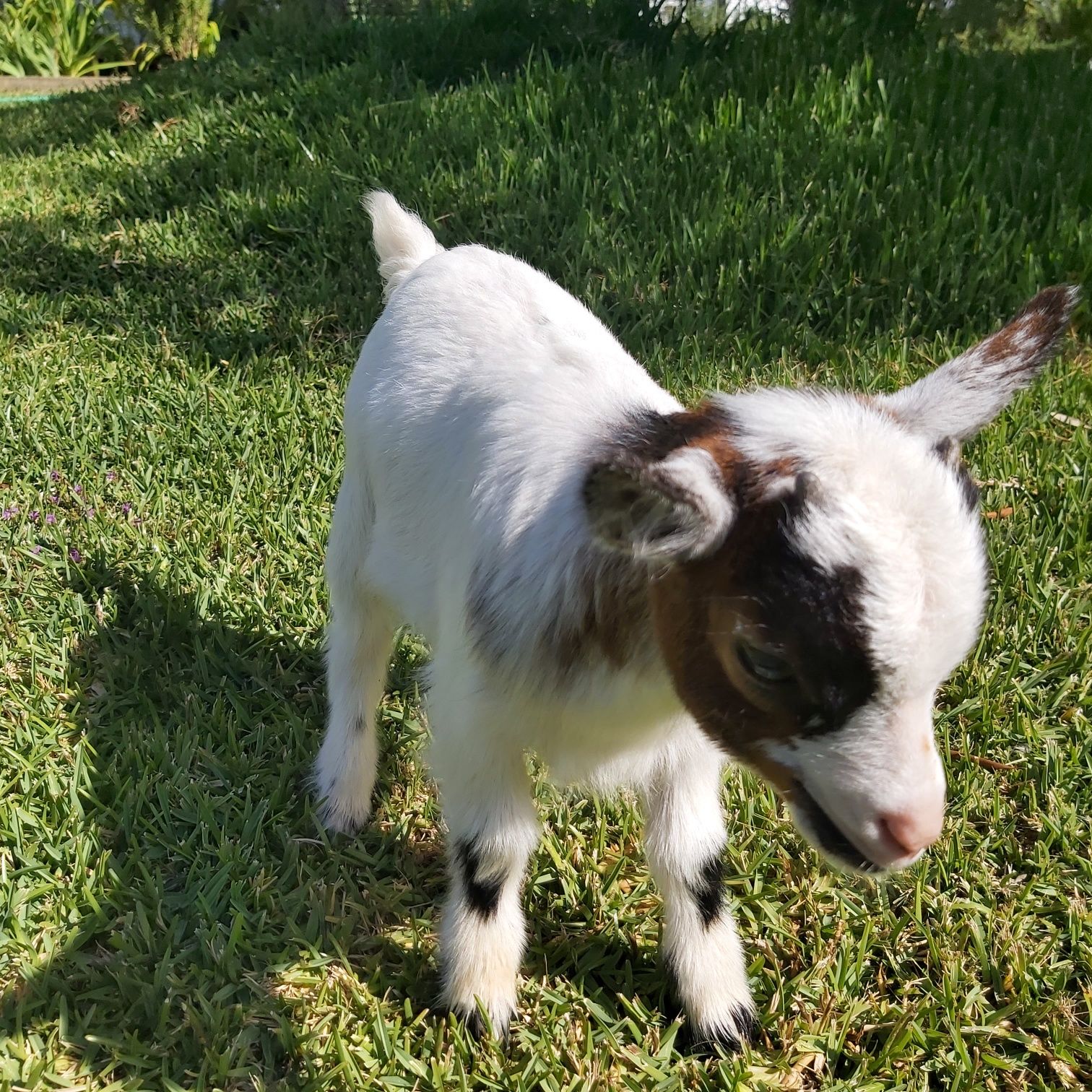 Cabras Micro Anãs - Linhagem Francesa (30 a 40cm)