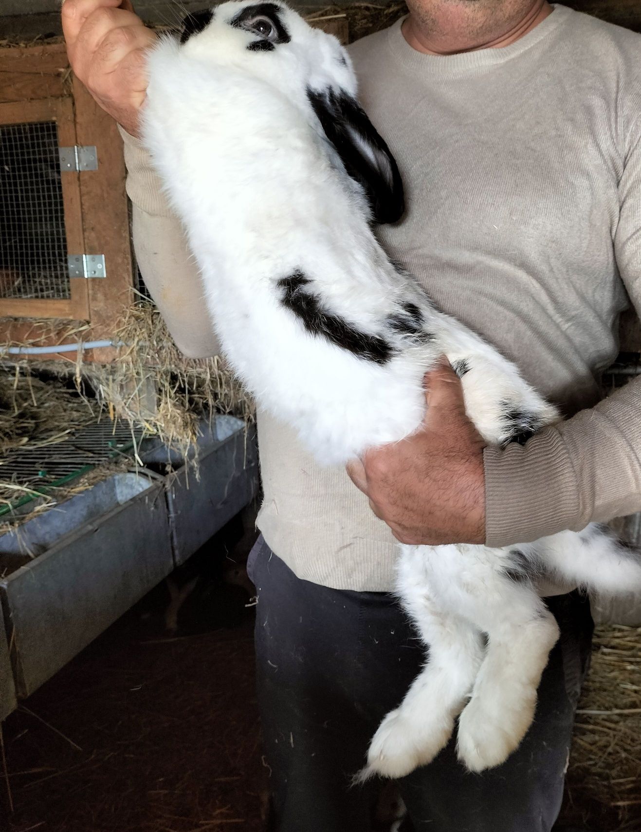 Coelhos gigante borboleta e gigante flander