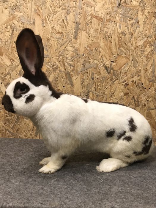 Німецький строкач гавана