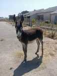 Burro 9 meses mansinho