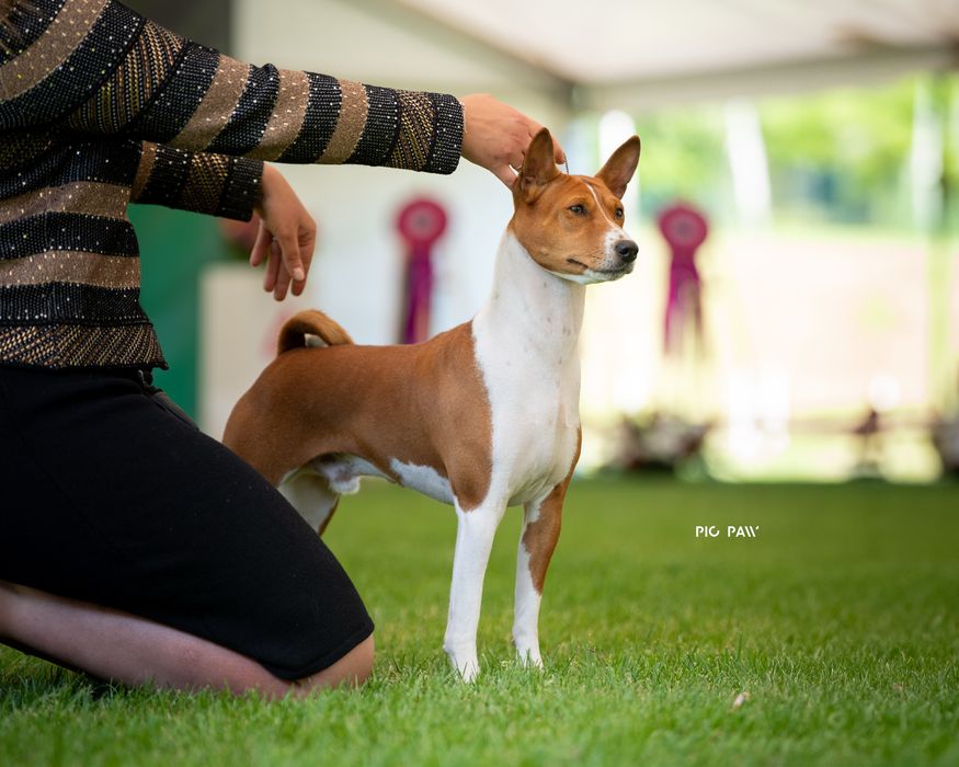Basenji – zapowiedź miotu w hodowli zarejestrowanej w ZKwP/FCI