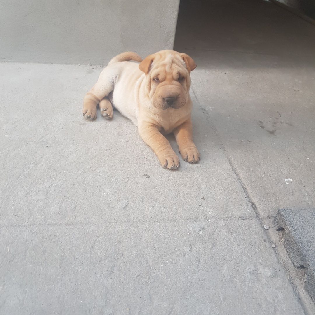 Shar pei bebe criado com Amor