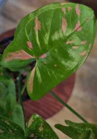 Syngonium Pink Splash