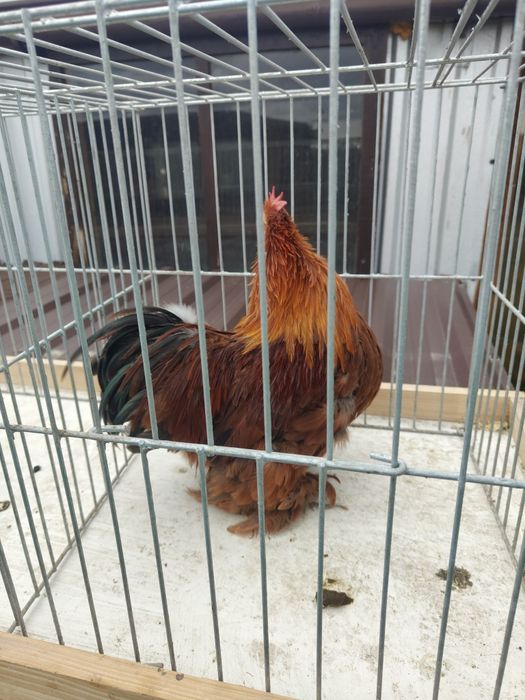 Koguty kochiny miniatury
