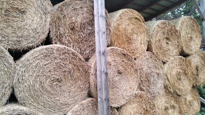 Słoma w belach 120/130 – sucha, pod dachem