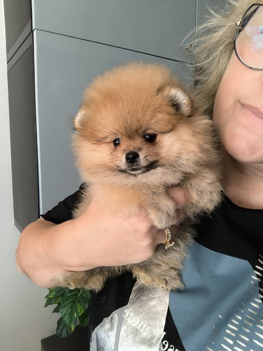 Spitz Anão.Lulu da Pomerânia. Com Pedigree. Lop e Afixo