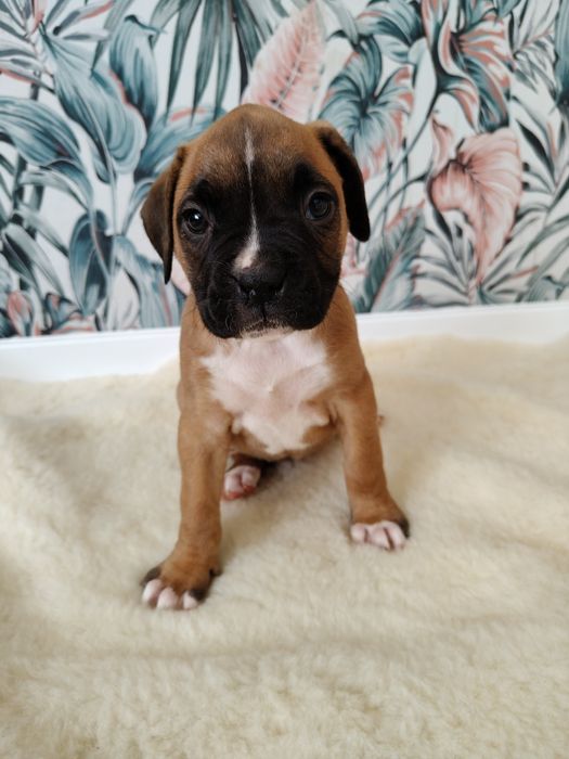 Bokser szczenię - suczka