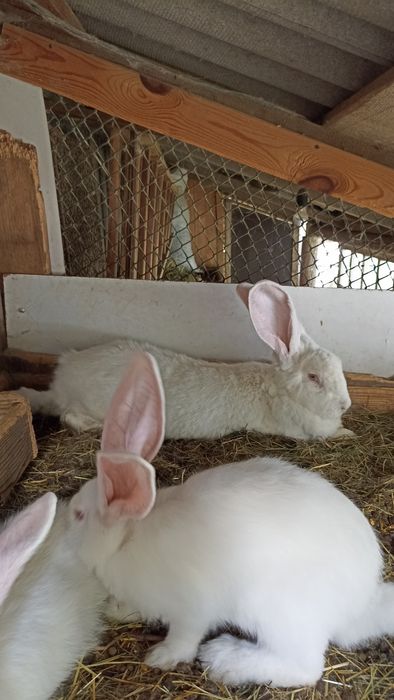 Бельгієць,самчик,кролі