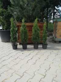 Thuja Szmaragd 55-70cm, od producenta