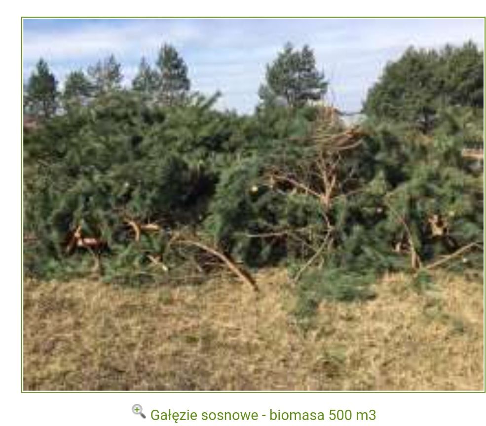 Oddam gałęzie czuby sosny brzozy i inne