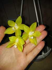 Орхидея phalaenopsis Deep Coffee Yaphon