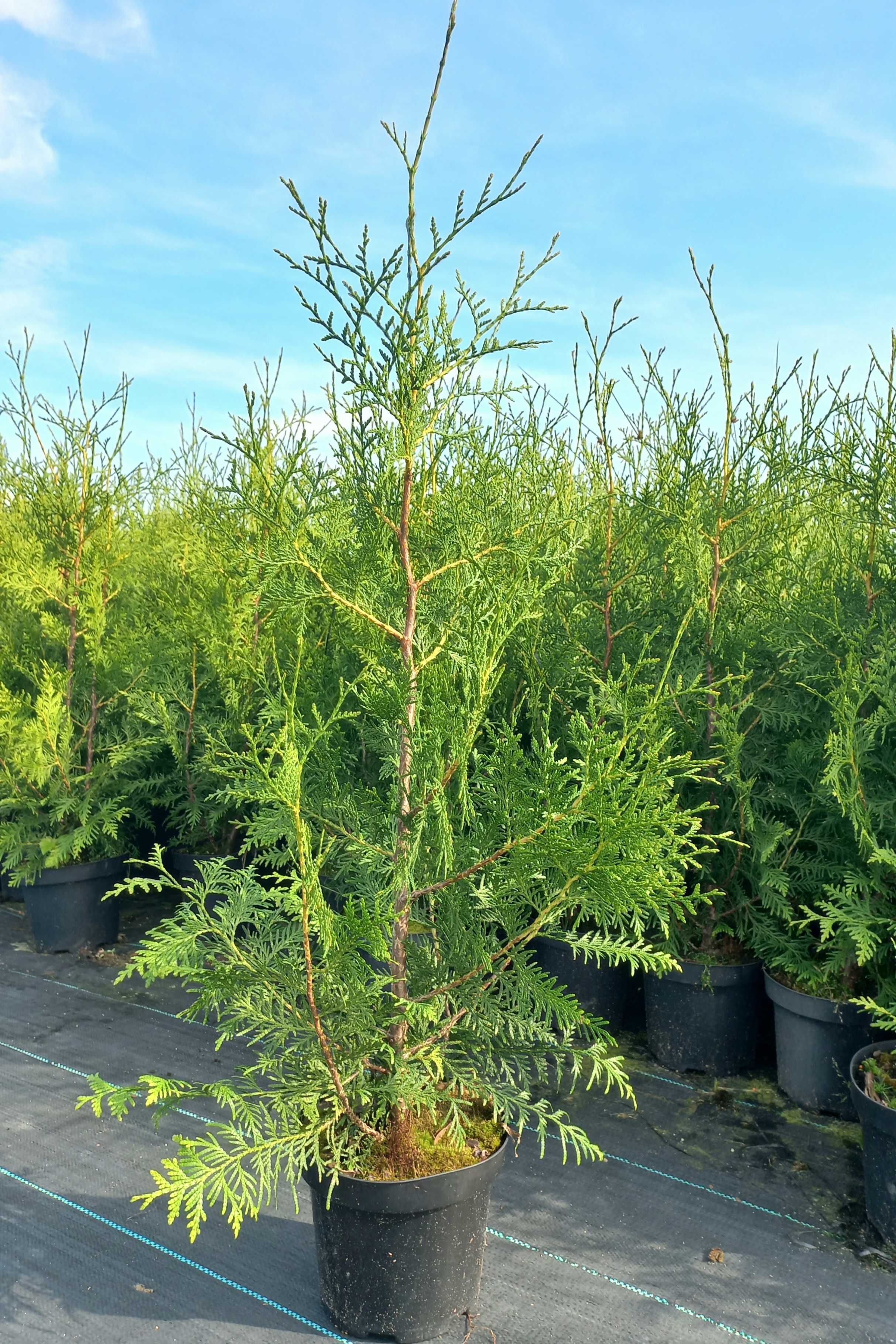Tuja Brabant Thuja 90-110 cm Doniczka 2,5L (z nawozem całosezonowym)