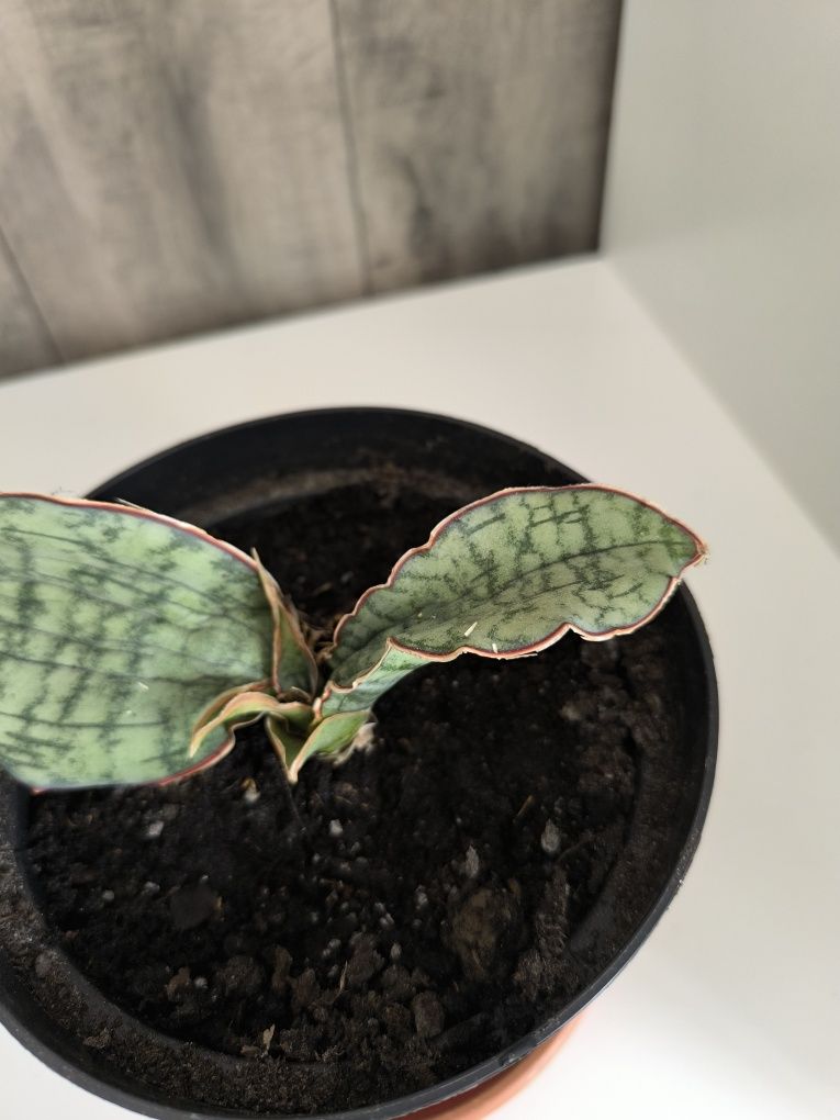 Sansevieria kirkii