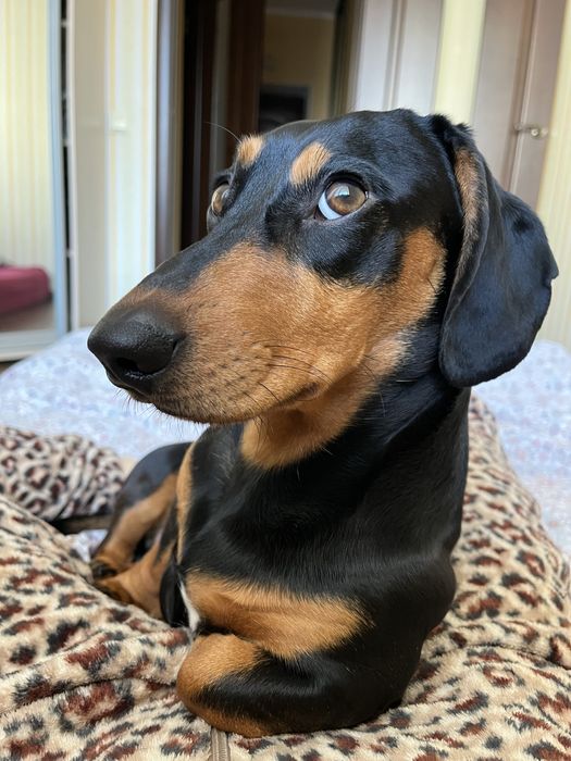 Такса мальчик ищет невесту