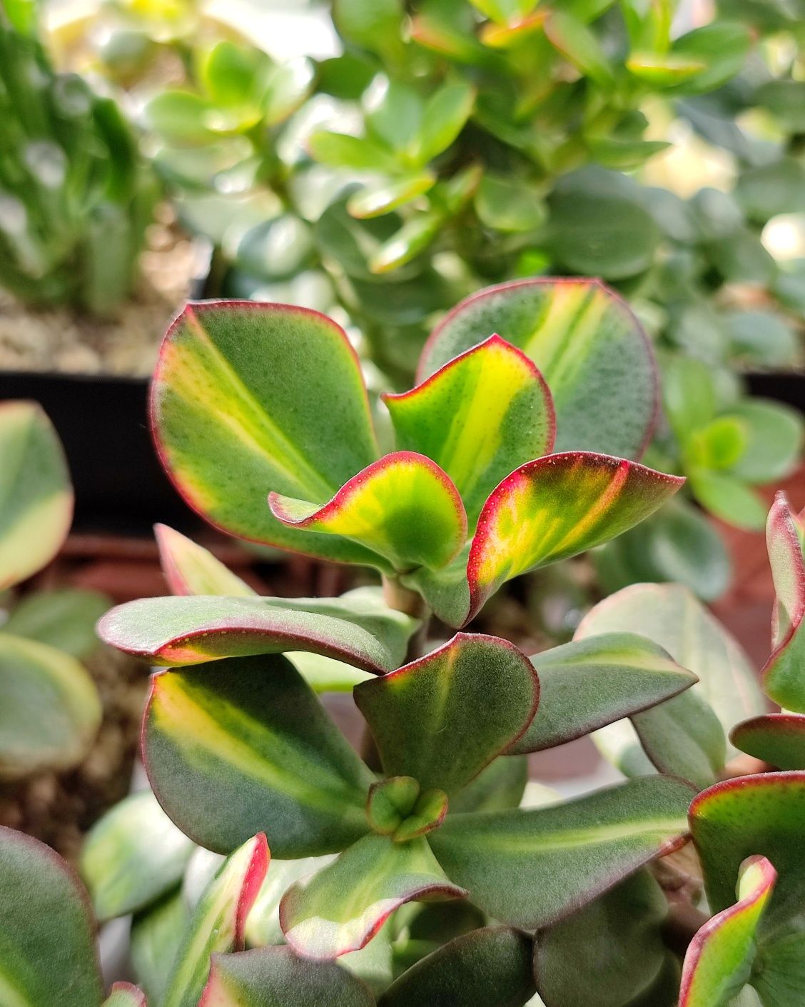 Крассула овата. Денежное дерево. Crassula.