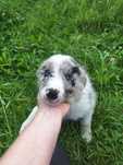 Border collie blue merle Roger z Zielonego Wyraju Piesek