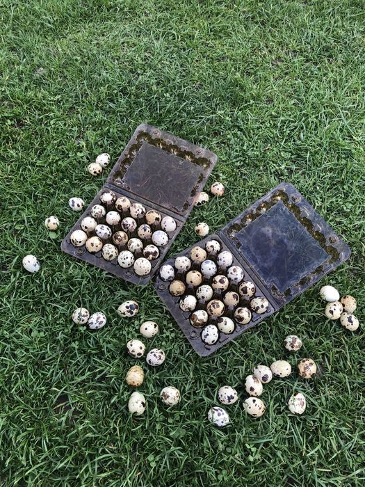 Перепілки,інкубаційне-харчове яйце породи англійська біла,фараон,фенік